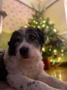 Dusty a Romanian Rescue Dog