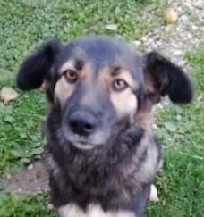 Gypsy - Reserved