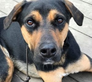 Maggie - Home Pending