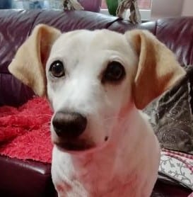 Scooby - Home Pending