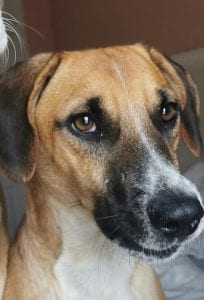 Spencer - in UK Foster