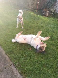 Billy and Ashley Romanian dogs playing in the garden | 1 Dog At a Time Rescue UK