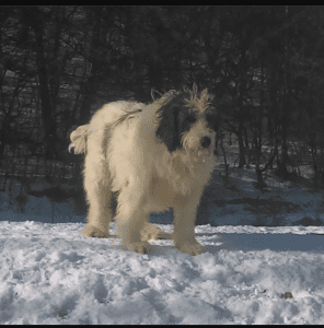 Ashley a Mioritic shepherd Romanian rescue dog in the snow | 1 Dog At a Time Rescue UK