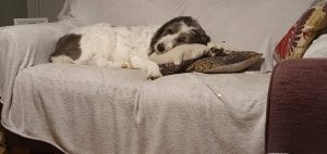 Ashley mioritic Romanian dog lying on the settee | 1 Dog At a Time Rescue UK