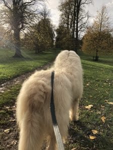 Baxter the mioritic Romanian rescue dog walking in trees | 1 Dog At a Time Rescue UK | Dedicated To Rescuing and Rehoming Romanian Street Dogs