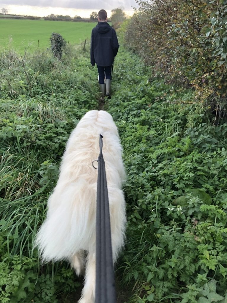 Baxter the Romanian mioritic rescue walking in a field| 1 Dog At a Time Rescue UK | Dedicated To Rescuing and Rehoming Romanian Street Dogs