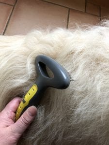 Baxter large mioritic Romanian rescue dog with brush | 1 Dog At a Time Rescue UK