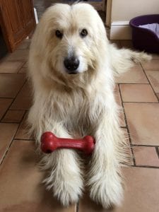 Baxter Mioritic Romanian rescue dog with Kong Toy| 1 Dog At a Time Rescue UK