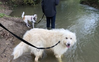 What To Take With You On A Walk