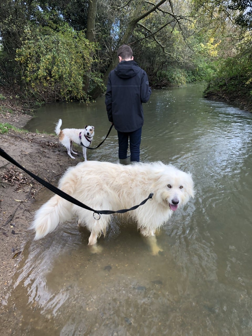 Romanian Mioritic Sheepdog In a Stream | 1 Dog Rescue UK Baxter a Mioritic Romanian rescue dog and Rosie a Jack Russel paddling in a stream | 1 Dog At A Time Rescue UK