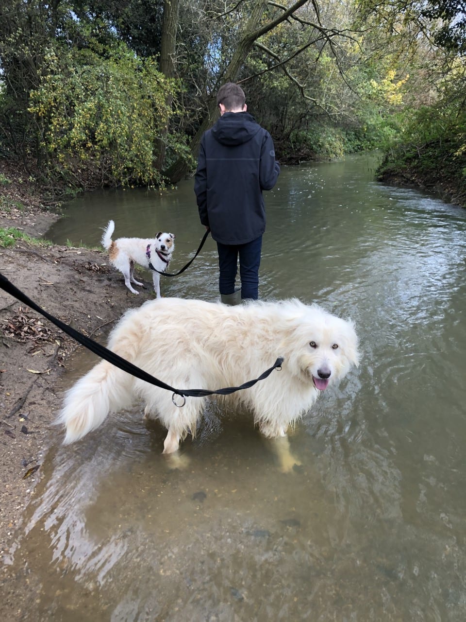 Baxter a Mioritic Romanian rescue dog and Rosie a Jack Russel paddling in a stream | 1 Dog At A Time Rescue UK