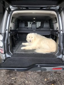 Large Romanian Mioritic rescue street dog in the back of a car | 1 Dog At a Time Rescue UK