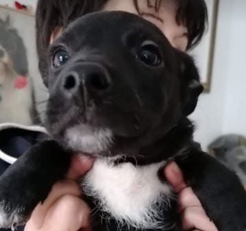 Bertie A Black And White Romanian Rescue Puppy | 1 Dog At a Time Rescue UK
