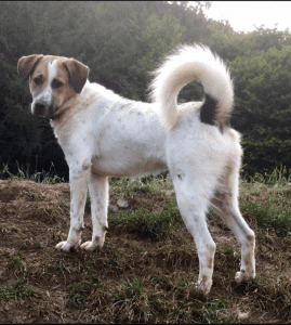 Billy a white and brown Romanian street dog standing on a hill | 1 Dog At a Time Rescue UK