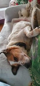 Billy Romanian street dog asleep on the settee | 1 Dog At a Time Rescue UK