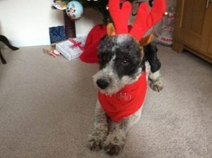 Dog in red reindeer ears christmas present | 1 Dog At a Time Rescue UK