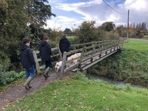 Romanian rescue mioritic dog plus people walking over a bridge | 1 Dog At a Time Rescue UK | Dedicated To Rescuing and Rehoming Romanian Street Dogs