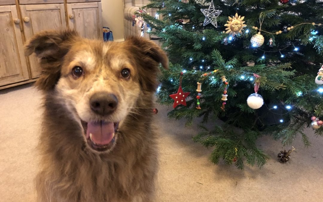 Christmas Gifts For Your Dog