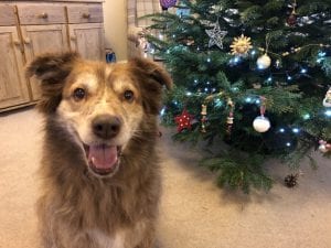 Ducu Romanian street dog next to Christmas tree | 1 Dog At a Time Rescue UK