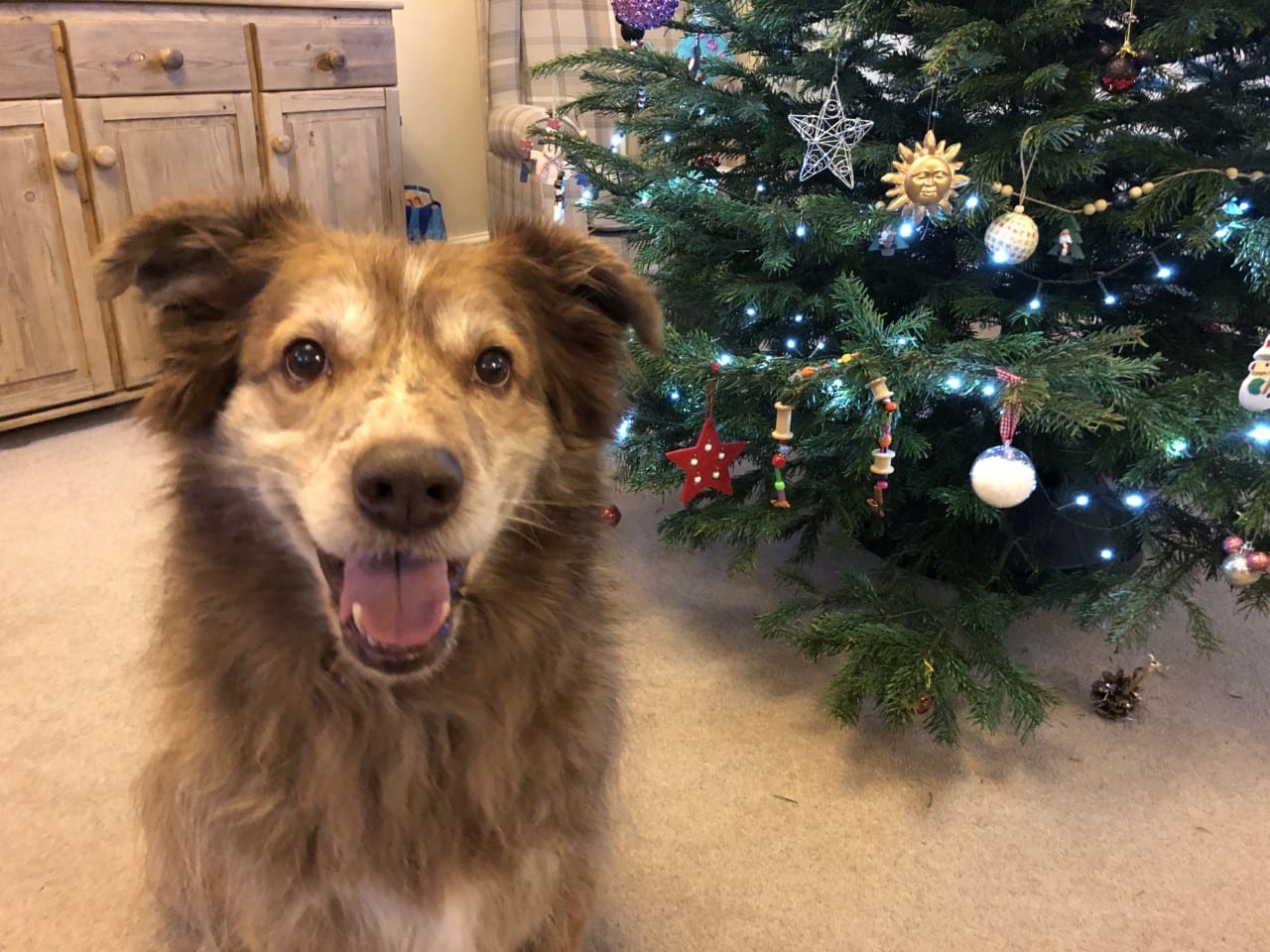 Ducu rescued romanian dog Ducu Romanian street dog next to Christmas tree | 1 Dog At a Time Rescue UK