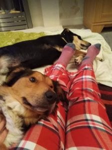 Guta and Mickey Romanian rescue dogs sleeping | 1 Dog at a Time Rescue UK