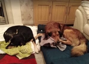 Guta and Mickey Romanian Rescue Dogs sleeping ¦ 1 Dog at a Time Rescue UK