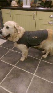 Harry Romanian street dog in thundershirt scared of fireworks| 1 Dog At a Time Rescue UK