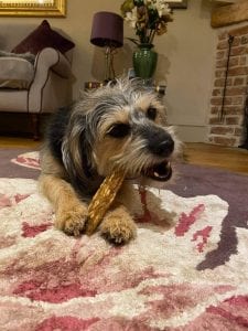 Hettie the rehomed Romanian street dog lying on the carpet chewing a dog chew | 1 Dog At a Time Rescue UK