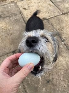 Hettie Romanian street dog stray eating an egg | 1 Dog At a Time Rescue UK | Dedicated To Rescuing and Rehoming Romanian Street Dogs
