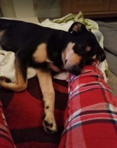 Mickey a Romanian rescue dog sleeping ¦ 1 Dog at a Time Rescue UK