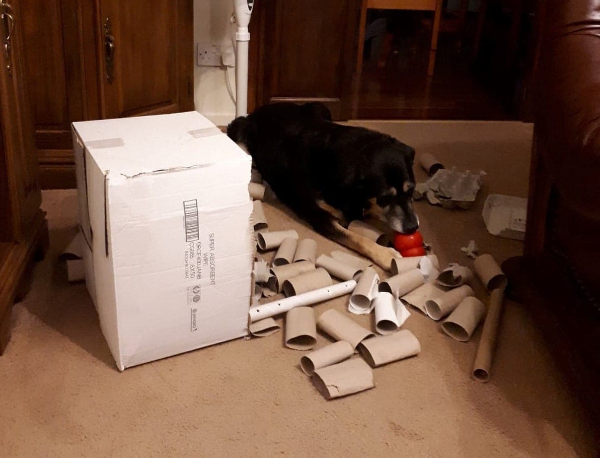 Why Does My Puppy Eat Cardboard