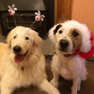 Rosie and Baxter Christmas hats in front of the fire| 1 Dog At a Time Rescue UK