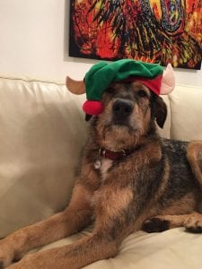 Rafa Romanian street dog wearing elf hat | 1 Dog At a Time Rescue UK | Dedicated To Rescuing and Rehoming Romanian Street Dogs