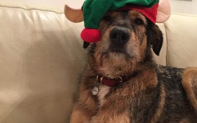 Christmas Dangers For Dogs