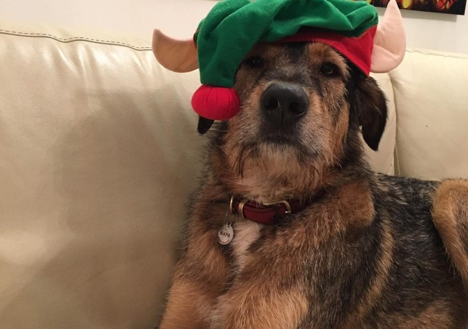 Christmas Dangers For Dogs