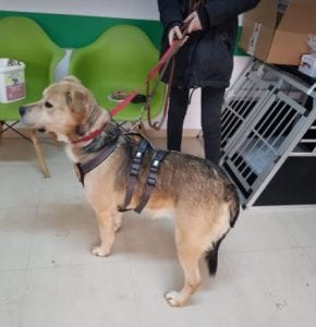 Rocco faun Romanian rescue dog ¦ 1 Dog at a Time Rescue UK