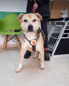 Rocco faun Romanian rescue dog ¦ 1 Dog at a Time Rescue UK