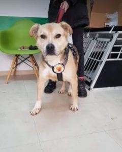 Rocco faun Romanian rescue dog ¦ 1 Dog at a Time Rescue UK