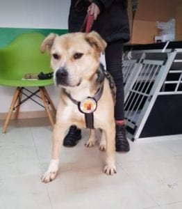 Rocco faun Romanian rescue dog ¦ 1 Dog at a Time Rescue UK