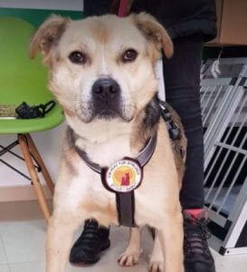 Rocco faun Romanian rescue dog ¦ 1 Dog at a Time Rescue UK