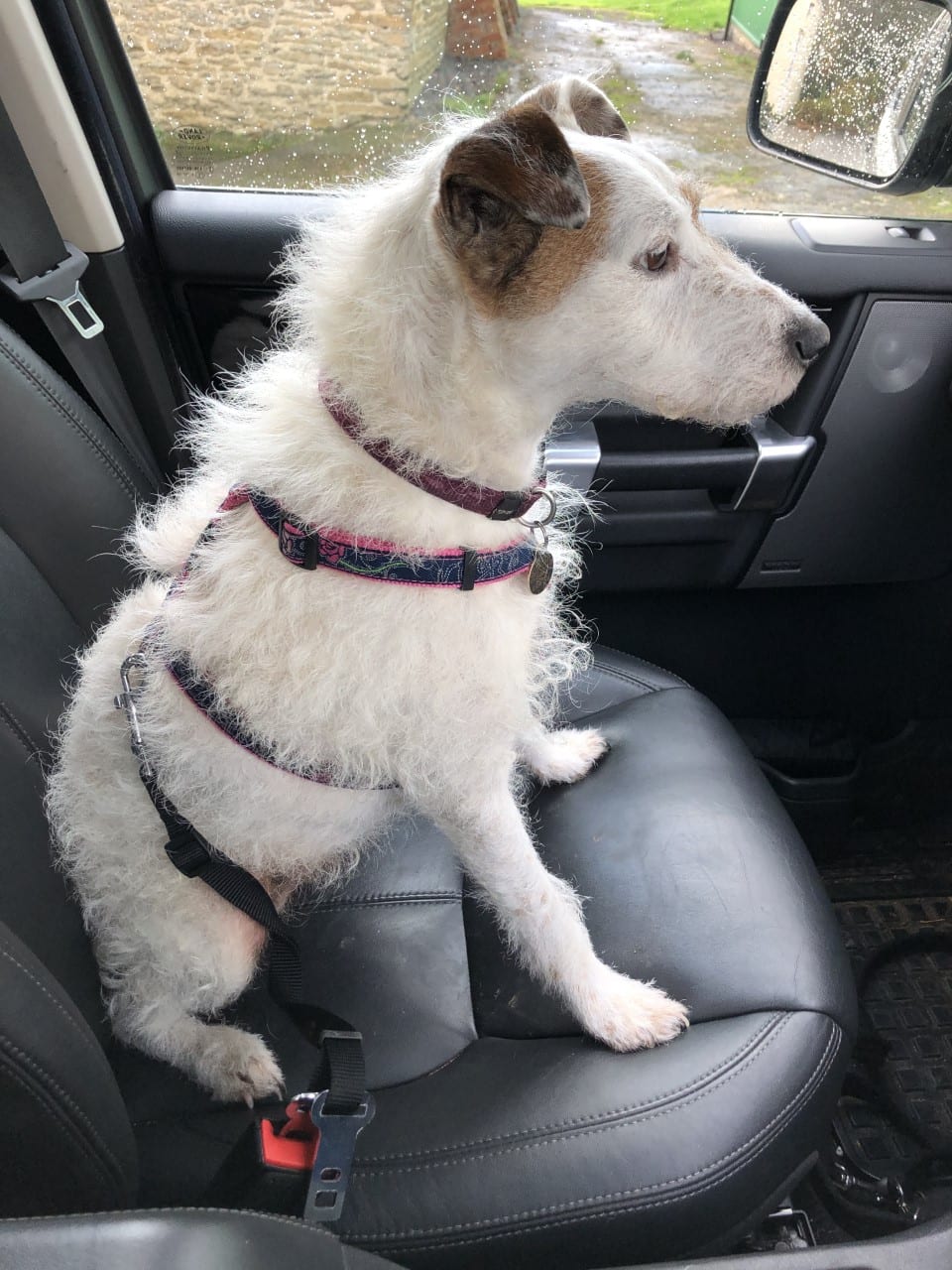 Small rescue Jack Russell dog in a car wearing a harness and seat belt attachment | 1 Dog At a Time Rescue UK |