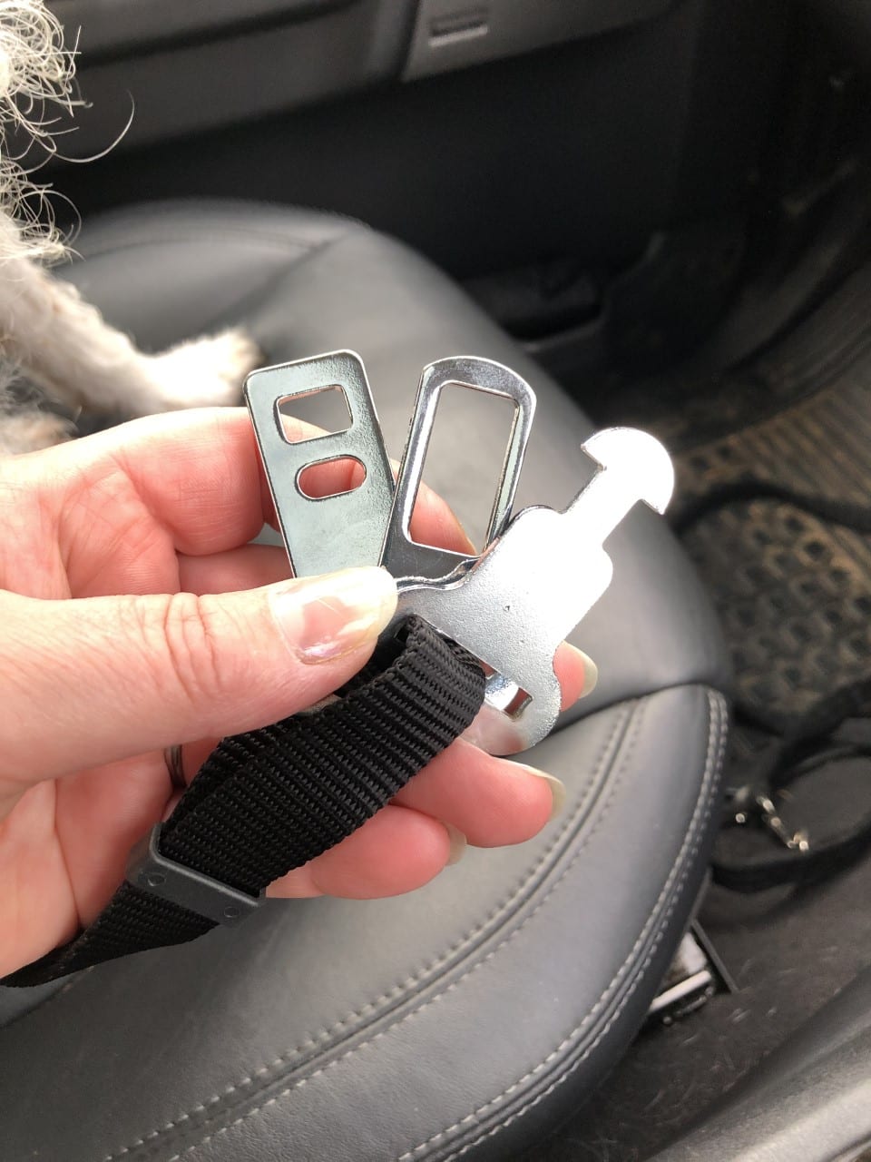 Car seat belt harness for Romanian rescue dog | 1 Dog At a Time Rescue UK |