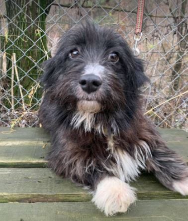 Bella black and white Romanian rescue dog 1 ¦ 1 Dog at a Time Rescue UK Bella black and white Romanian rescue dog 1 ¦ 1 Dog at a Time Rescue UK