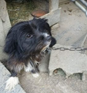 Bella black and white Romanian rescue dog 1 ¦ 1 Dog at a Time Rescue UK