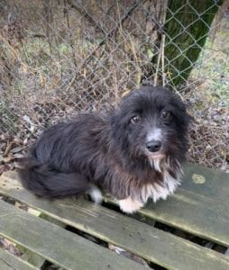 Bella black and white Romanian rescue dog 1 ¦ 1 Dog at a Time Rescue UK