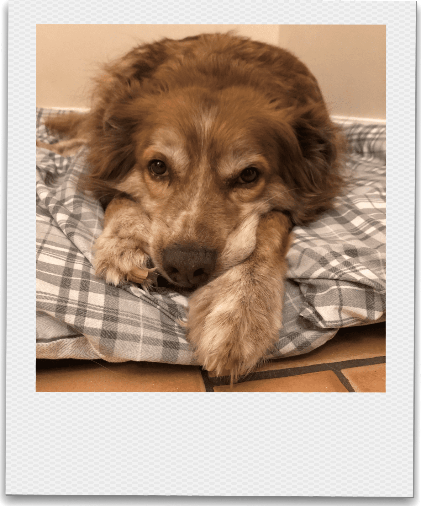 Ducu a Romanian rescue lying on his bed | 1 Dog At a Time Rescue UK