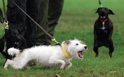 Lunging and barking – how to stop it