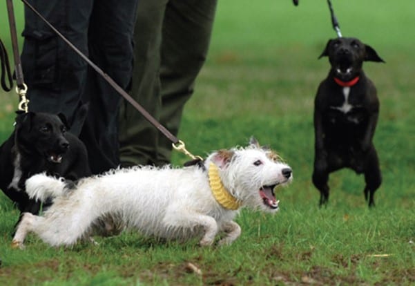 Lunging and barking – how to stop it