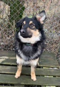 Jimmy medium sized black and tan Romanian Rescue Dog ¦ 1 Dog at a Time Rescue UK
