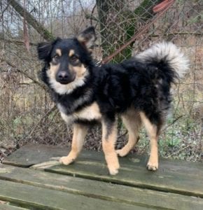 Jimmy medium sized black and tan Romanian Rescue Dog ¦ 1 Dog at a Time Rescue UK